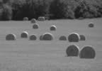 Hay BW.jpg (46kb)
